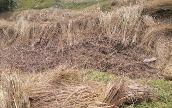 बैतडीमा २ हजार सात सय हेक्टर जमीनमा लगाएको धानबालीमा क्षति 